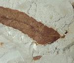 Myrica lignitum (UNGER 1847) & Daphnogene polymorpha ETTINGSHAUSEN 1851 - Bild © FossNet FossilienStore